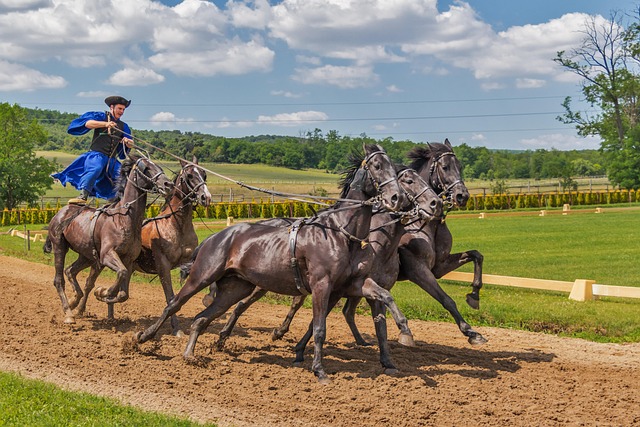 Publikum og præmiepenge: Trav og galop i sammenligning